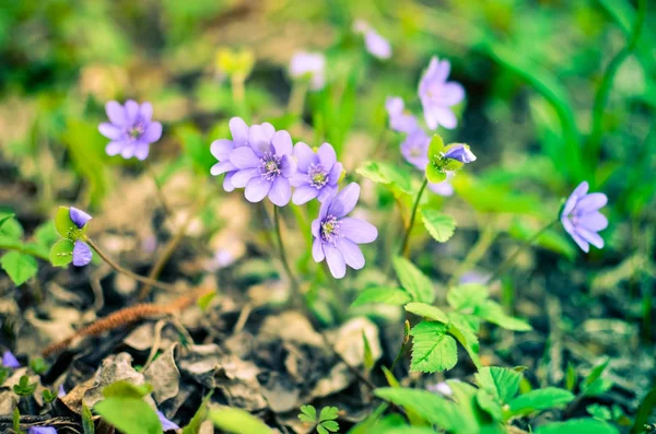 Blaue Wildblumenhepatika wächst im Wald — Stockfoto