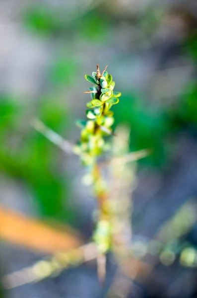 Buckthorn ramo de mar buckthorn no início da primavera — Fotografia de Stock