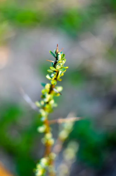 Buckthorn ramo de mar buckthorn no início da primavera — Fotografia de Stock