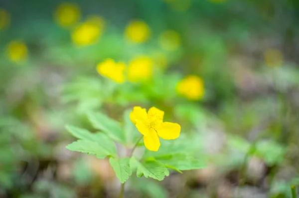 Anémona amarilla, anémona de madera amarilla, anémona buttercup Anémona ranunculoides —  Fotos de Stock