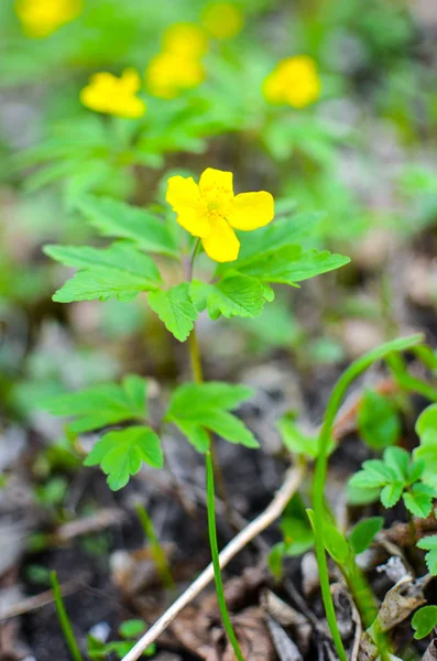 Anémona amarilla, anémona de madera amarilla, anémona buttercup Anémona ranunculoides — Foto de Stock