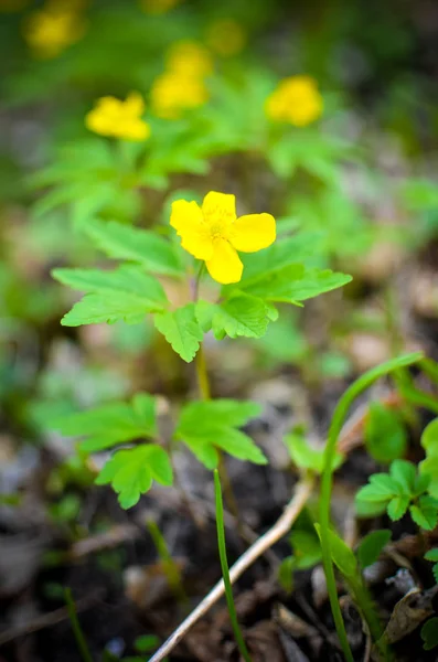 Gelbe Anemone, Gelbe Waldanemone, Butterblumen-Anemone ranunculoides — Stockfoto