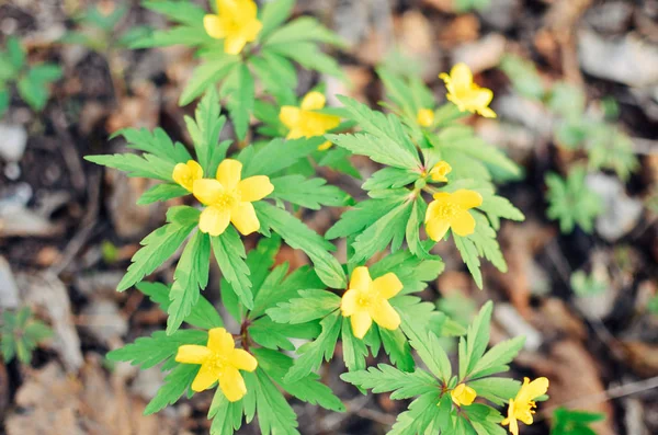 Anémona amarilla, anémona de madera amarilla, anémona buttercup Anémona ranunculoides — Foto de Stock