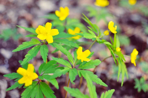 Anémona amarilla, anémona de madera amarilla, anémona buttercup Anémona ranunculoides —  Fotos de Stock