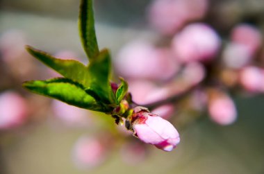 Pembe çiçekli şeftali çiçeği