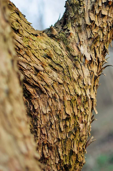 Huvudstammen av trädet med bark, förgrening — Stockfoto