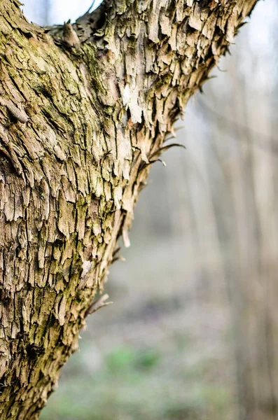 Huvudstammen av trädet med bark, förgrening — Stockfoto