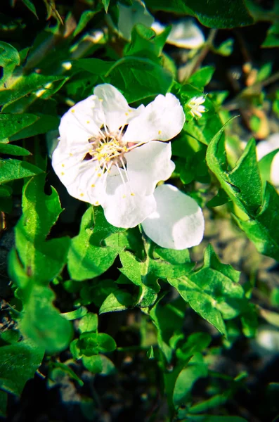 Flores brancas de um damasco de árvore em um contexto de grama verde — Fotografia de Stock