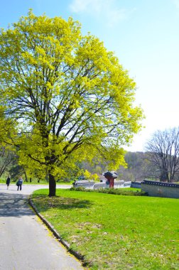 Yeşil ağaç i. sarı çiçekler bahar