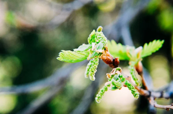 Nova árvore folhas brotando na primavera em carvalho — Fotografia de Stock