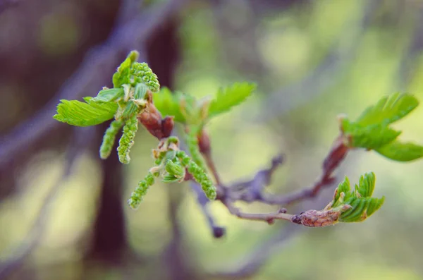 Nova árvore folhas brotando na primavera em carvalho — Fotografia de Stock