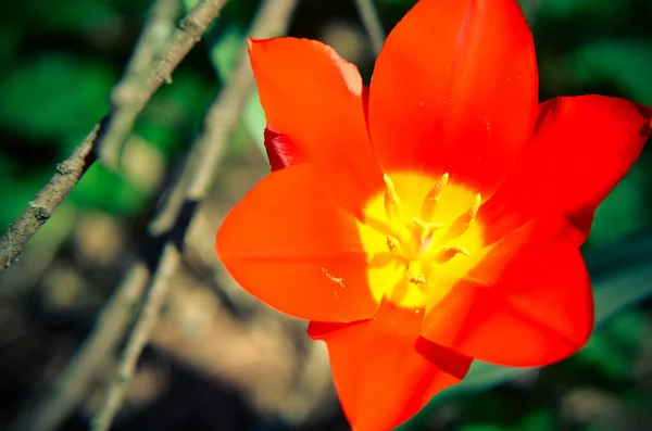 Один красный тюльпан, растущий на траве — стоковое фото