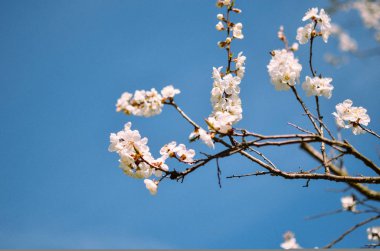 Mavi üzerine kayısı çiçeği brunch stüdyo çekim