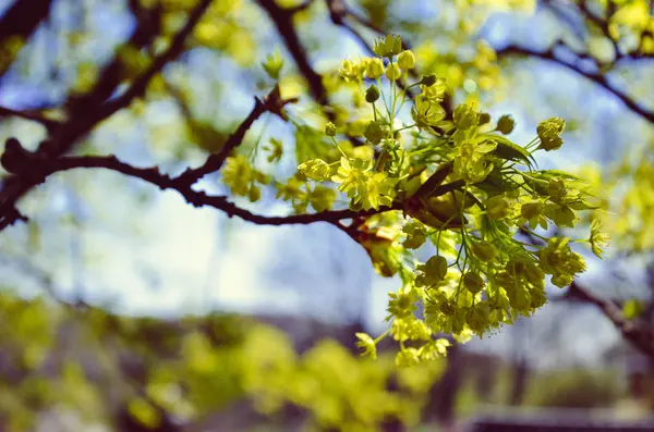 Rama del árbol con brotes de fondo, primavera —  Fotos de Stock