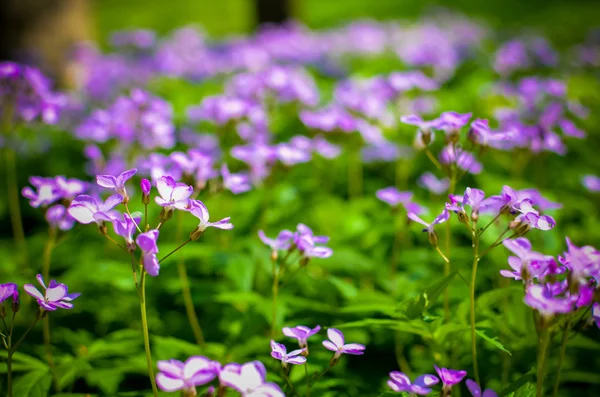 Runo leśne wczesną wiosną z fioletowe kwiaty Dentaria quinquefolia — Zdjęcie stockowe