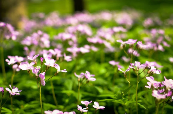 Runo leśne wczesną wiosną z fioletowe kwiaty Dentaria quinquefolia — Zdjęcie stockowe