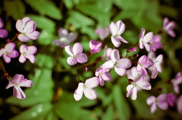 Лесной пол ранней весной с фиолетовыми цветами Dentaria quinquefolia — стоковое фото