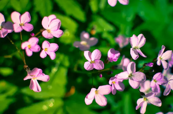 Runo leśne wczesną wiosną z fioletowe kwiaty Dentaria quinquefolia — Zdjęcie stockowe