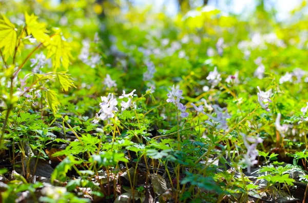 Floresta de primavera flores scilla bifolia — Fotografia de Stock