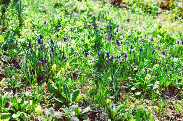 Muitas flores de muscari no campo verde — Fotografia de Stock