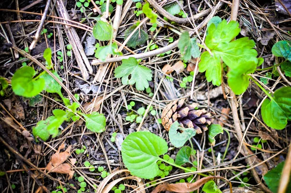 Cône de pin dans un fond d'herbe — Photo