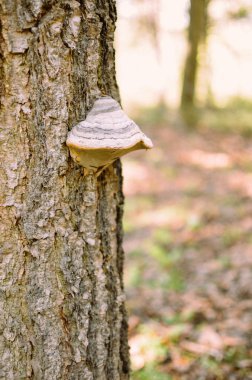 mantar orman portre bir ağaç üzerinde