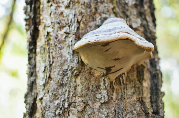 Cogumelos em uma árvore em uma floresta closeup — Fotografia de Stock