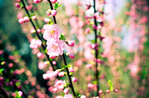 Ramo com belas flores rosa de Amygdalus triloba arbusto — Fotografia de Stock