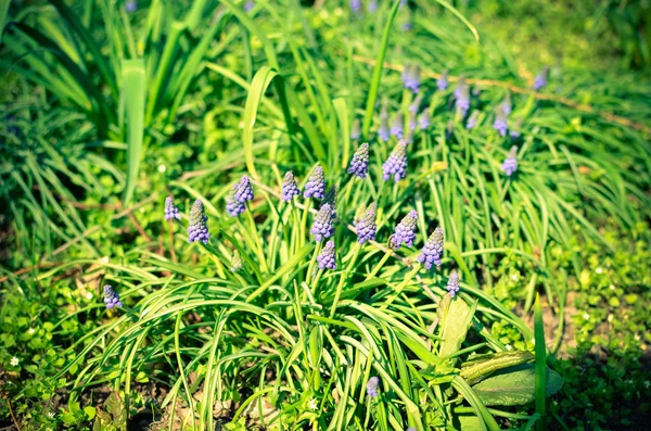 Beaucoup de fleurs de muscari dans le champ vert — Photo