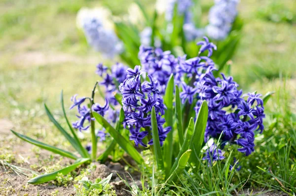 Jacinthe Delft Blue fleuri sur un lit de fleurs — Photo