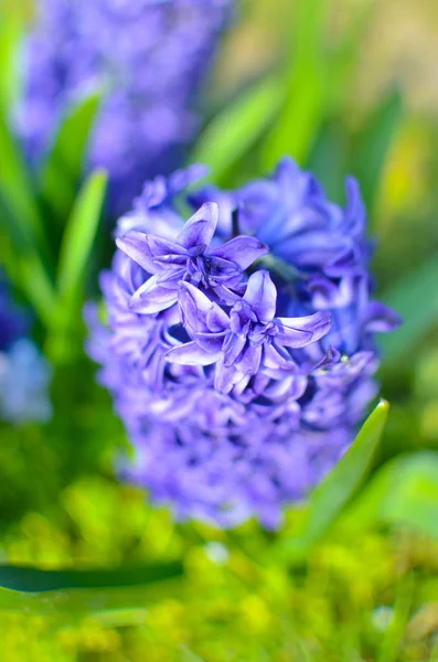 Sümbül Delft Blue flowerbed üzerinde çiçek açmış — Stok fotoğraf