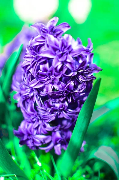 Hyacint Delfts blauw bloeide op een flowerbed — Stockfoto