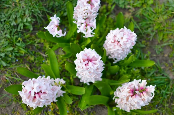 Hintergrund zartrosa Blüten Hyazinthen Nahaufnahme — Stockfoto
