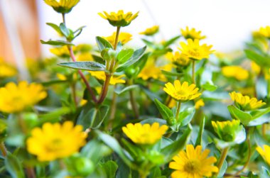 Ahşap arka plan üzerinde küçük sarı çiçekler