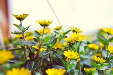 Ahşap arka plan üzerinde küçük sarı çiçekler