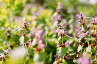 Prenses ısırgan ile mor çiçekler açan