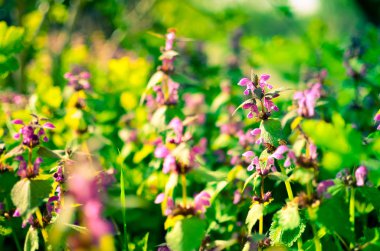 Prenses ısırgan ile mor çiçekler açan