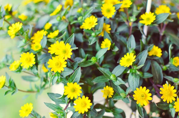 Small yellow flowers on the wood background — Stock Photo, Image