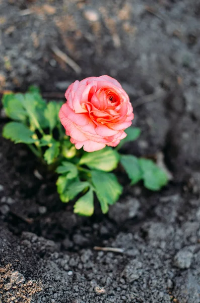 Close-up van een bloem roze Boterbloem — Stockfoto