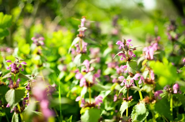 Prenses ısırgan ile mor çiçekler açan