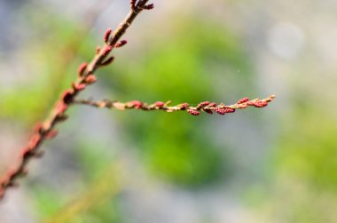 ılgın Şubesi baharda kapat