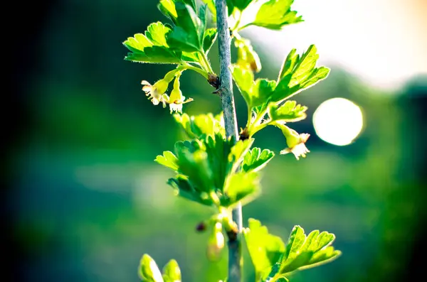 Arbusto de groselha no jardim de primavera — Fotografia de Stock