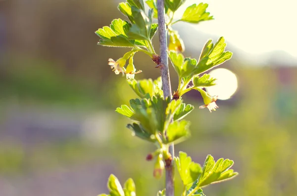 Arbusto de groselha no jardim de primavera — Fotografia de Stock