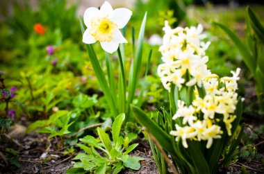 Bahçede hafif sarı nergis ve sümbül çiçek