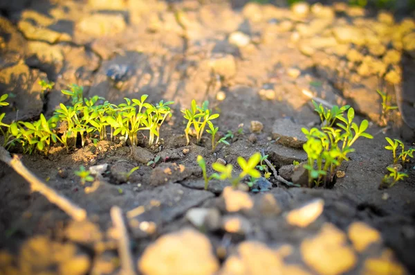Salada de folhas de bebê verde fresco crescendo no campo — Fotografia de Stock