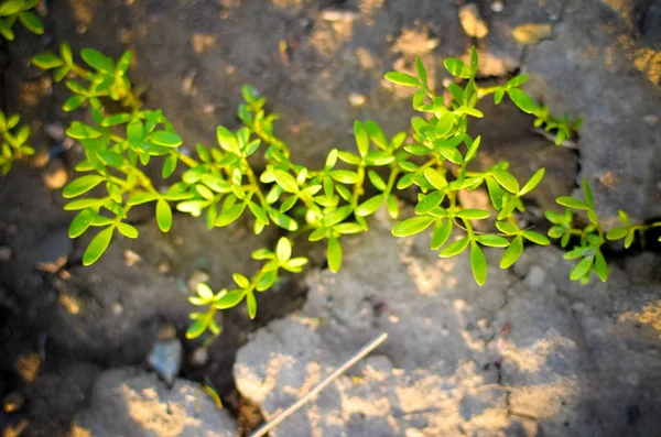 Salade fraîche de feuilles de bébé vert poussant dans le champ — Photo