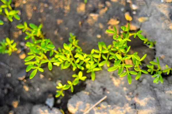 Salada de folhas de bebê verde fresco crescendo no campo — Fotografia de Stock
