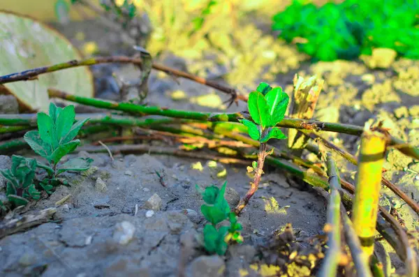 Macro de pousses de menthe de jardin sur terre au printemps — Photo