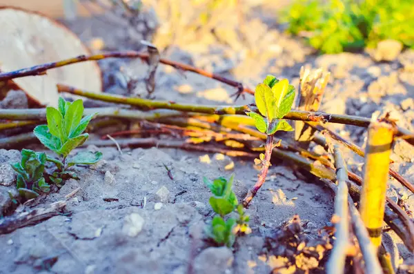 Macro de brotos de hortelã no solo na primavera — Fotografia de Stock