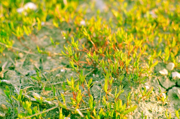 Grama verde brotos e terra na primavera — Fotografia de Stock